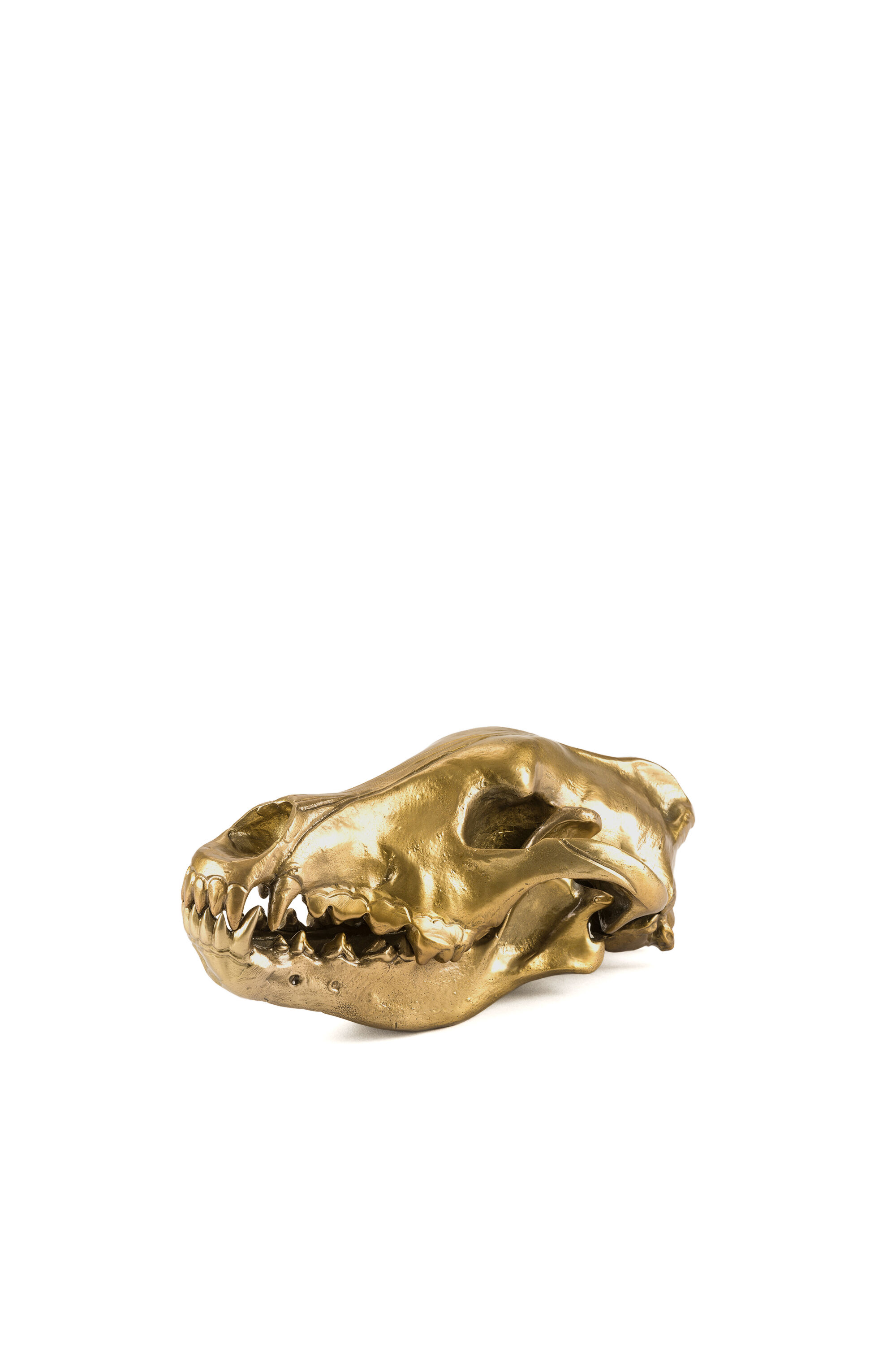 Diesel - 10892 Wunderkammer, "Wolf This Way" Wunderkammer Wolf Skull Mixte in Doré - 1